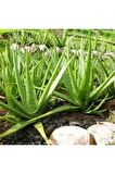 Bol Yavrulu Aloe Vera Çiçeği Bitkisi (cilt Için Uygun) Sırrısabır Bitkisi