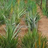 ALOE VERA YAPRAĞI - JEL İÇİN 5 Kg. TAZE YAPRAK