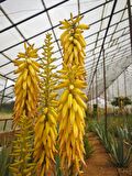 ALOE VERA YAPRAĞI - JEL İÇİN 5 Kg. TAZE YAPRAK