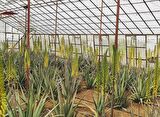 Aloe Vera Barbadensis Mıller Stocton 40-50 Cm Saksısız Fidan