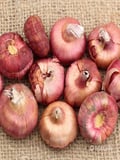 1 Adet Karışık Glayör Swan Gladiolus Çiçeği Soğanı