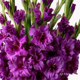 3 Adet Mor Glayör Swan Gladiolus Çiçeği Soğanı