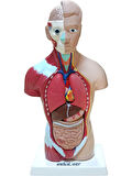 İnsan Vücudu Küçük 28 cm 8 parçadan oluşan eğitici oyuncak Sök tak, tak çıkar insan anatomisi, insan vücudu