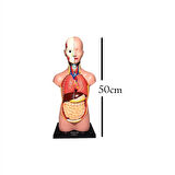 İnsan Vücudu Büyük 50 Cm 11 Adet Sök Tak, Tak Çıkar Parça İnsan Anatomisi