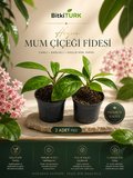 Hoya Mum Çiçeği Fidesi 2 Adet Canlı Sağlıklı Güçlü Köklü İç Mekan Çiçek Fidesi Farklı Renklerde