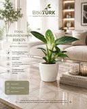 İthal Philodendron Birkin Canlı İç Mekan Bitkisi Beyaz Beton Saksıda Dekoratif Salon Ofis Bitkisi