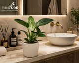 İthal Philodendron Birkin Canlı İç Mekan Bitkisi Beyaz Beton Saksıda Dekoratif Salon Ofis Bitkisi