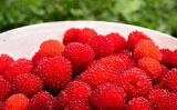 2 Adet Çilek Ahududu (Rubus illecebrosus) Fidanı - Tatlı ve Aromatik Meyveler, 1-2 Yaş Arası Tüplü