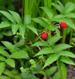 2 Adet Çilek Ahududu (Rubus illecebrosus) Fidanı - Tatlı ve Aromatik Meyveler, 1-2 Yaş Arası Tüplü