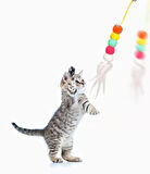 Elastik Yapışkanlı Kedi Oyun Oltası