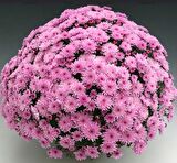 Özel Seri Branfountain Pink Kasımpatı Krizantem Çiçeği Fidesi (1 Adet)