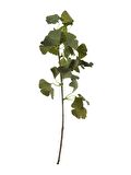 Paşabahçe Gınkgo 75 Cm