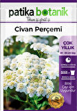 100 Adet Civanperçemi Çiçek Tohumu