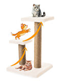 Beylini  2'li Kedi Tırmalama Tahtası Peluş Kumaş Silinebilir Demonte 42 cm 2 Adımlı Zıplama ve Tırmalama Krem