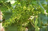 Çinko ve Fosfor Gübresi 3-15-0+6Zn (Elfer ZnP)1 Lt