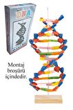 Dna Modeli 1 Paket Evadan DNA Yapım Seti Dna Saemalı Deney Yapım Seti Okul Materyali