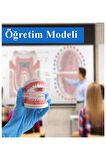 Diş Modeli Anatomisi 1 Paket İnsan Diş Çene Modeli Eğitci Fen Biyoloji Deney Maketi Diş Maketi