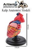 Kalp Modeli 2 Parça 1 Adet Gerçek Boy Kalp Anatomisi Modeli İnsan Kalp Modeli Renkli Bilim Deney Malzemesi