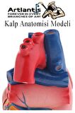 Kalp Modeli 2 Parça 1 Adet Gerçek Boy Kalp Anatomisi Modeli İnsan Kalp Modeli Renkli Bilim Deney Malzemesi