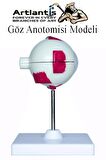Göz Anatomisi Modeli 1 Adet İnsan Gözü Anatomik Modeli Deney Bilim