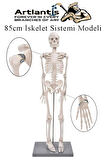 İskelet Maketi 85 cm 1 Adet Eğitim İnsan İskelet Modeli İskelet Sistemi Haraketli İskelet Anatomisi