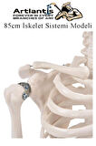 İskelet Maketi 85 cm 1 Adet Eğitim İnsan İskelet Modeli İskelet Sistemi Haraketli İskelet Anatomisi