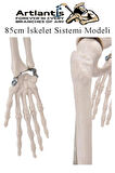 İskelet Maketi 85 cm 1 Adet Eğitim İnsan İskelet Modeli İskelet Sistemi Haraketli İskelet Anatomisi