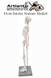 İskelet Maketi 45 cm 1 Adet Eğitim İnsan İskelet Modeli İskelet Sistemi Haraketli İskelet Anatomisi