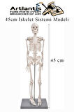 İskelet Maketi 45 cm 1 Adet Eğitim İnsan İskelet Modeli İskelet Sistemi Haraketli İskelet Anatomisi