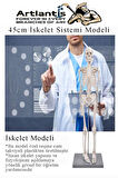 İskelet Maketi 45 cm 1 Adet Eğitim İnsan İskelet Modeli İskelet Sistemi Haraketli İskelet Anatomisi