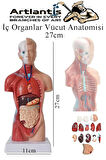 İnsan Organ Maketi 27 cm 1 Adet İnsan Anatomi Modeli 15 Parça Sök Tak İnsan İç Organları Tıbbi Model Vücut