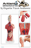 İnsan Organ Maketi 27 cm 1 Adet İnsan Anatomi Modeli 15 Parça Sök Tak İnsan İç Organları Tıbbi Model Vücut