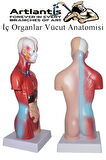 İnsan Organ Maketi 27 cm 1 Adet İnsan Anatomi Modeli 15 Parça Sök Tak İnsan İç Organları Tıbbi Model Vücut