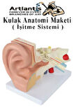 Kulak Anatomisi Modeli 1 Adet İnsan İşitme Sistemi Ses Anatomik Modeli Deney Bilim Tıbbi Model Kulak Maketi Masaüstü