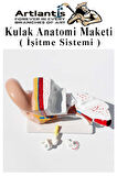 Kulak Anatomisi Modeli 1 Adet İnsan İşitme Sistemi Ses Anatomik Modeli Deney Bilim Tıbbi Model Kulak Maketi Masaüstü