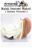 Kulak Anatomisi Modeli 1 Adet İnsan İşitme Sistemi Ses Anatomik Modeli Deney Bilim Tıbbi Model Kulak Maketi Masaüstü
