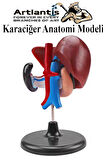 Karaciğer Anatomi Modeli 1 Adet Karaciğer Pankreas ve Oniki Parmak Bağırsağı Maketi Anatomik Model Deney Bilim Tıbbi Mo