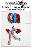 Erkek Üreme ve Boşaltım Sistemi Anatomi Modeli 1 Adet Boşaltım Sistemi Maketi Böbrek Anatomik Model Deney Bilim Tıbbi