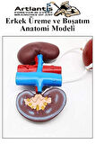 Erkek Üreme ve Boşaltım Sistemi Anatomi Modeli 1 Adet Boşaltım Sistemi Maketi Böbrek Anatomik Model Deney Bilim Tıbbi