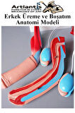 Erkek Üreme ve Boşaltım Sistemi Anatomi Modeli 1 Adet Boşaltım Sistemi Maketi Böbrek Anatomik Model Deney Bilim Tıbbi