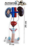 Erkek Üreme ve Boşaltım Sistemi Anatomi Modeli 1 Adet Boşaltım Sistemi Maketi Böbrek Anatomik Model Deney Bilim Tıbbi