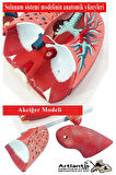 Solunum Sistemi Modeli 1 Adet 38x25 cm Akciğer Maketi Larinks ve Tiroid Modeli Anatomik Deney Bilim Tıbbi Model