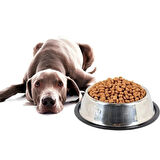 Büro Ev Ofis Evcil Pet Hayvanı için 30CM Paslanmaz Çelik Kedi köpek Beslenme Mama Kabı