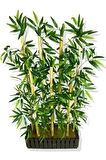 Bambu Seperatör 7 Adet Bambu Yoğun Yaprak 120 Cm ( 54x20x120)