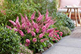 1-2 Yaş Arası Tüplü Pembe Kelebek Çalısı (Buddleja davidii 'Butterfly Candy Little Pink') - Canlı Renkler ve Dikkat Çekici Renkler