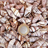 Mitra Sanguisuga Kiloluk Deniz Kabuğu (1 KG)
