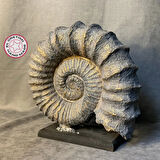 Uretti - Zehra 2303 - El Yapımı Dekoratif Deniz Kabuğu - Gri