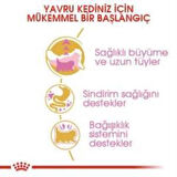 Royal Canin Kitten Persian Yavru Kedi Maması 2 kg + 2 Adet Yaş Mama Hediye