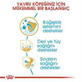 Royal Canin Shih Tzu Puppy Yavru Köpek Maması 1.5 Kg + 2 Adet Yaş Mama Hediye