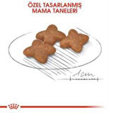 Royal Canin Mini Adult Köpek Maması 4 kg + 2 Adet Yaş Mama Hediye
